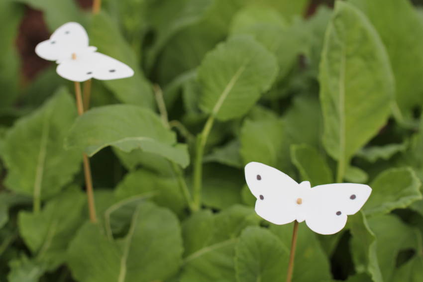 Home made cabbage moth Decoys 9